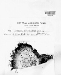 Hericium erinaceus image